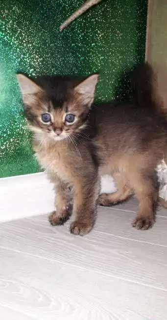 КОТЯТА, фотография 6