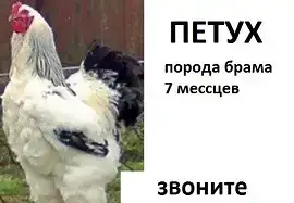 продать петуха брама, фотография 2