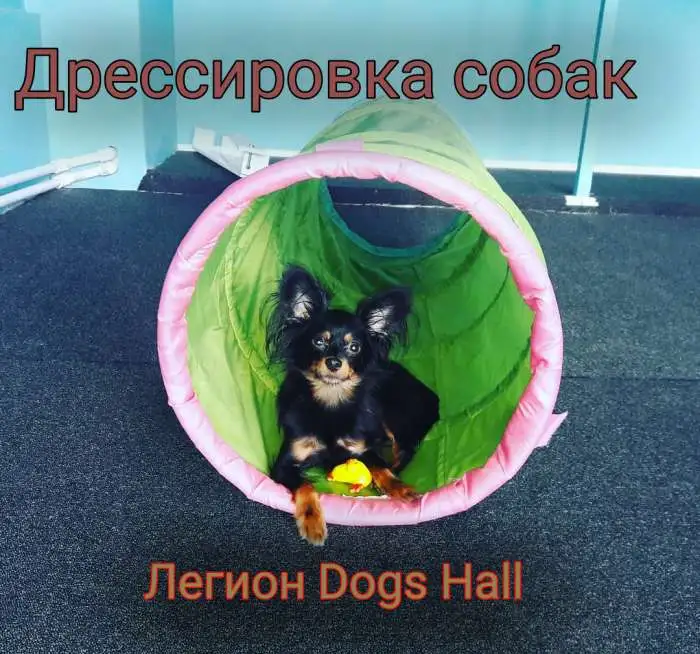 Дрессировка собак с передержкой, фотография 2