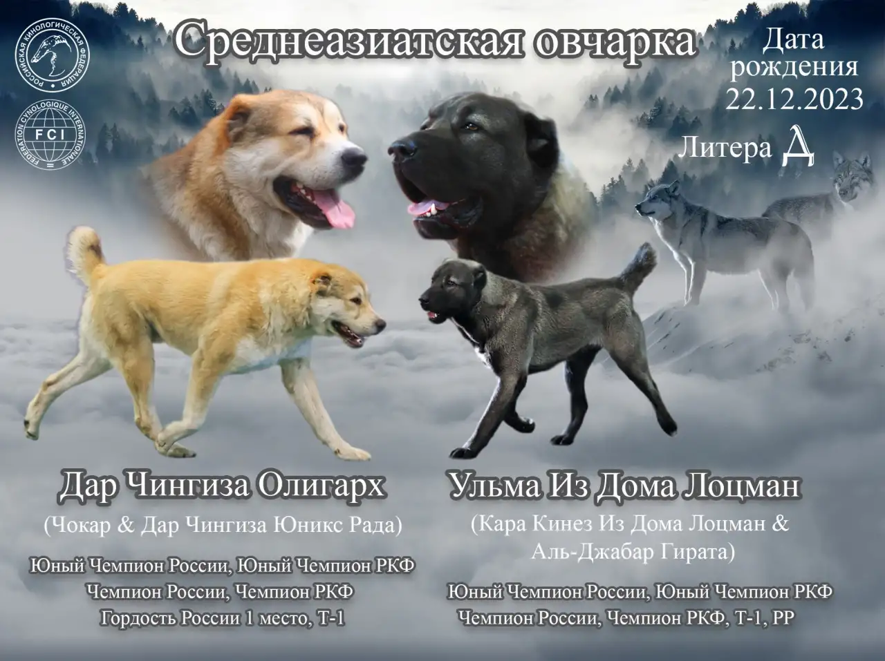 Алабай, Щенки алабая, Сао, фотография 2