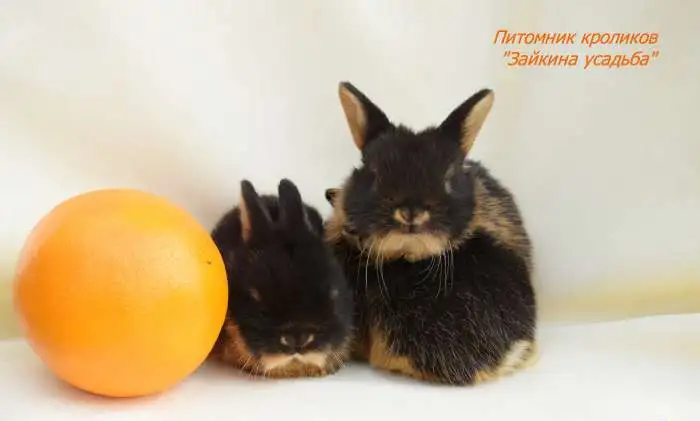 декоративные кролики редкого окраса-огнёвка (Black and Tan), фотография 8