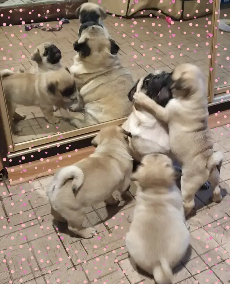 Мопса щенки, фотография 2