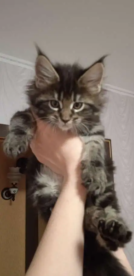 Котятки Мейн-кун, фотография 3