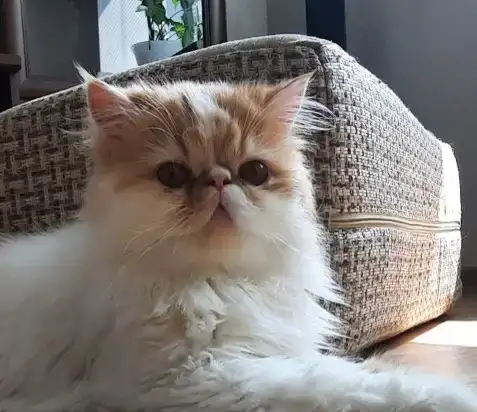 Котик-экзотик, фотография 2