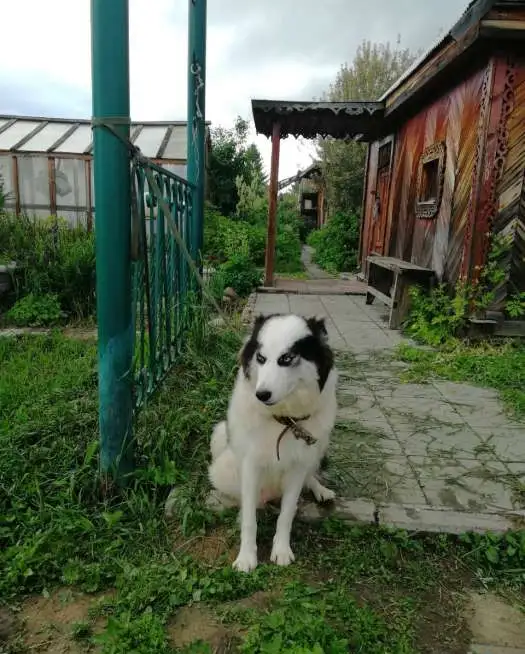 Продажа щенков, фотография 5