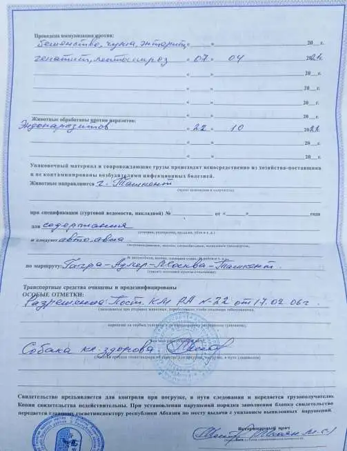 аргентинский дог, фотография 5