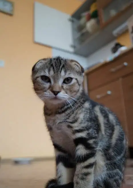 Шотландские котята, фотография 11