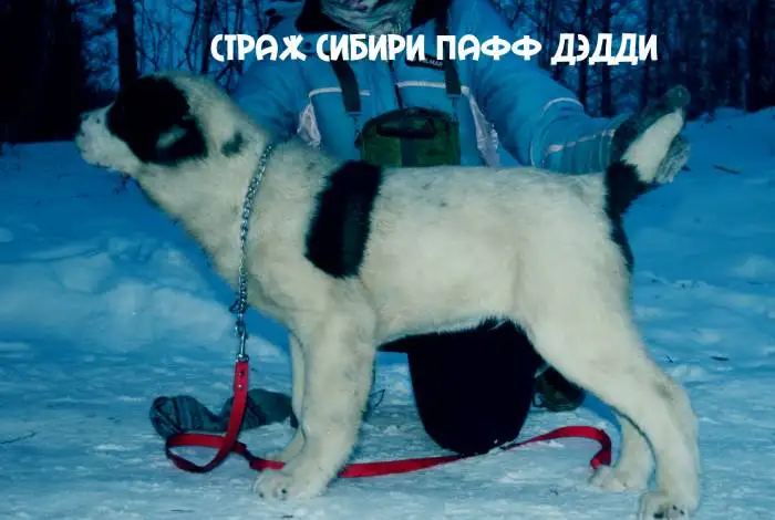 Продам щенков алабая, фотография 4
