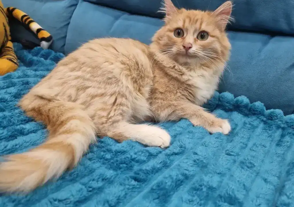 Котята - лучший подарок на новый год!!, фотография 1