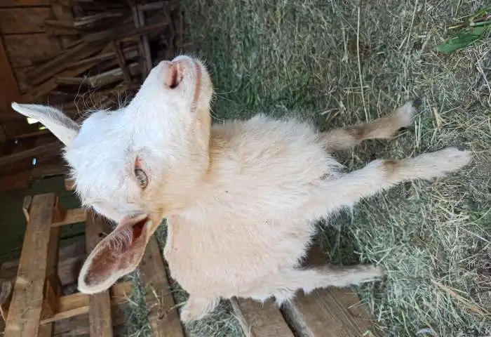 Продам коз., фотография 1
