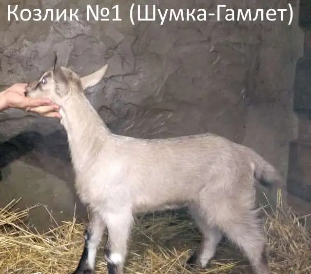 альпийские козлята, фотография 1