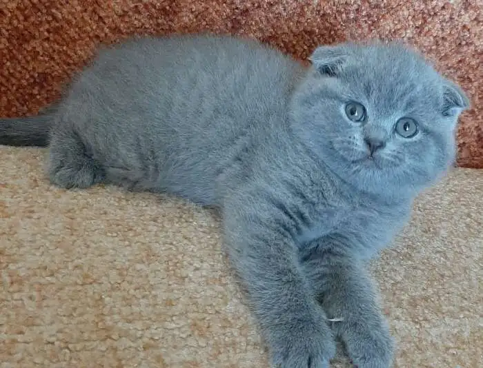 шотландские котята, фотография 8