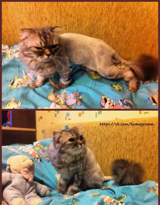 ✂ Стрижки кошек\котов с выездом на дом ✂, фотография 4