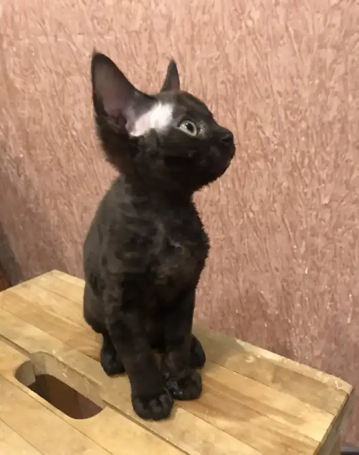 Котята Девон Рекс от титулованных родителе, фотография 7