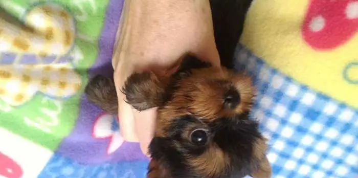 Щенки из питомника Best Reward, фотография 1