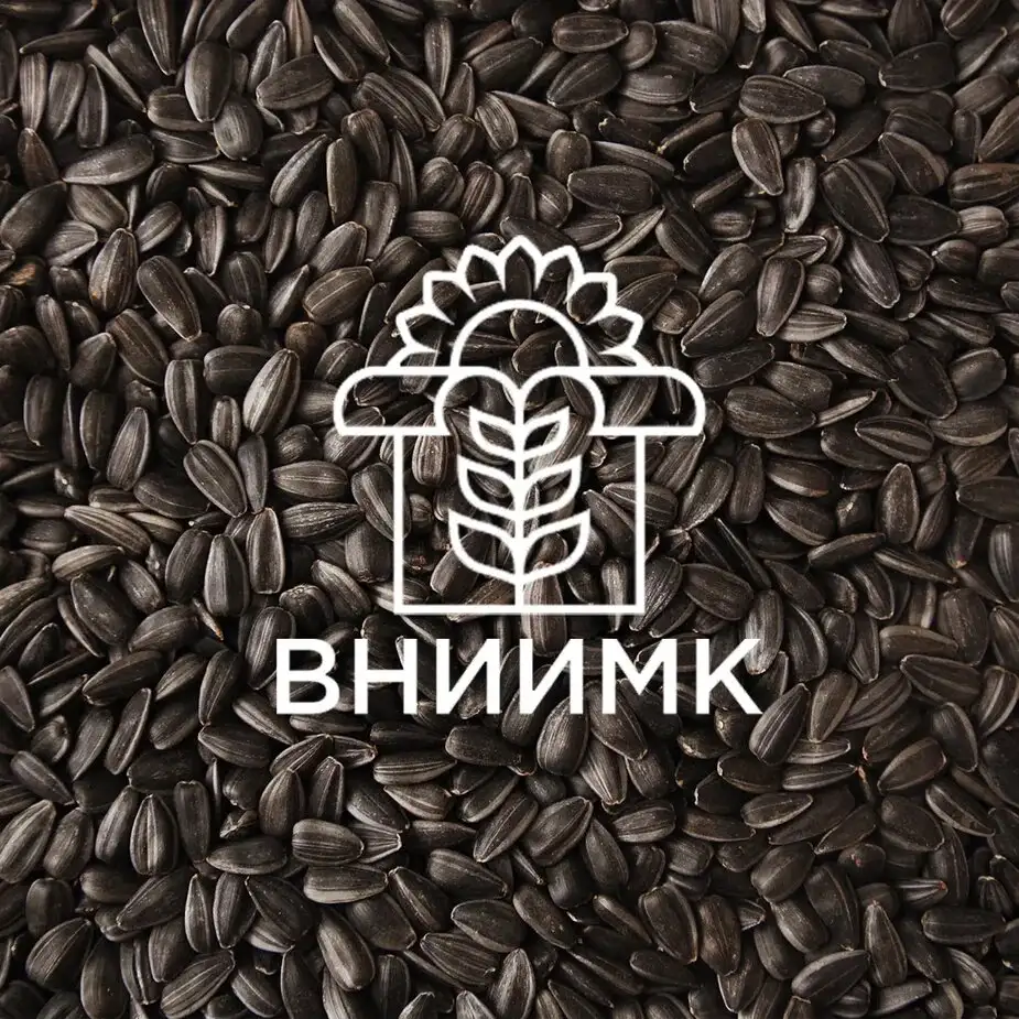Семена подсолнечника ВНИИМК гибрид Статус, фотография 1