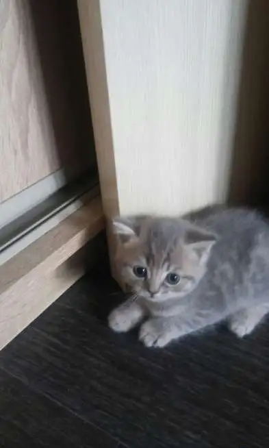 продам котят шотландской вислоухой, фотография 1
