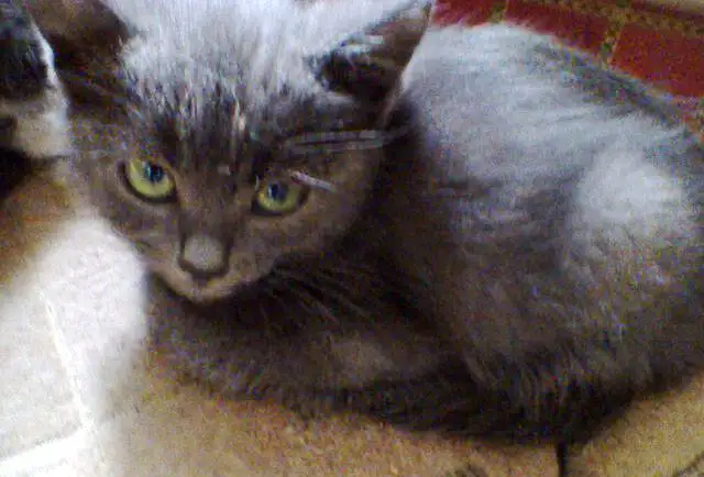Отдам хороших котят!!!!, фотография 2