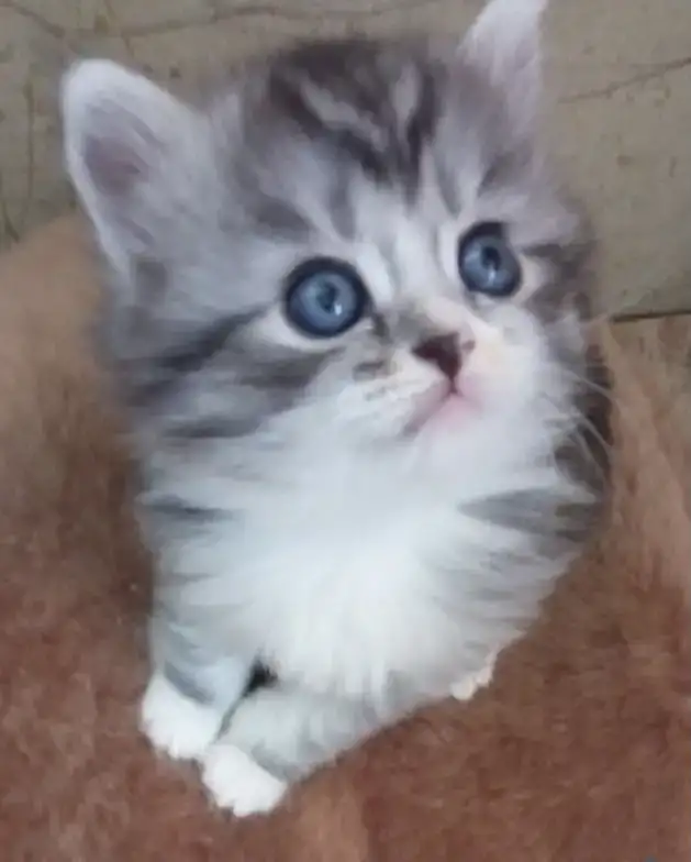Котята полубританские недорого, фотография 1