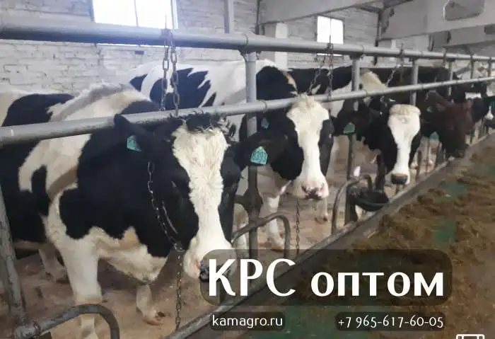 Черно-пестрые нетели товарного происхождения (пользовательский скот, фотография 1