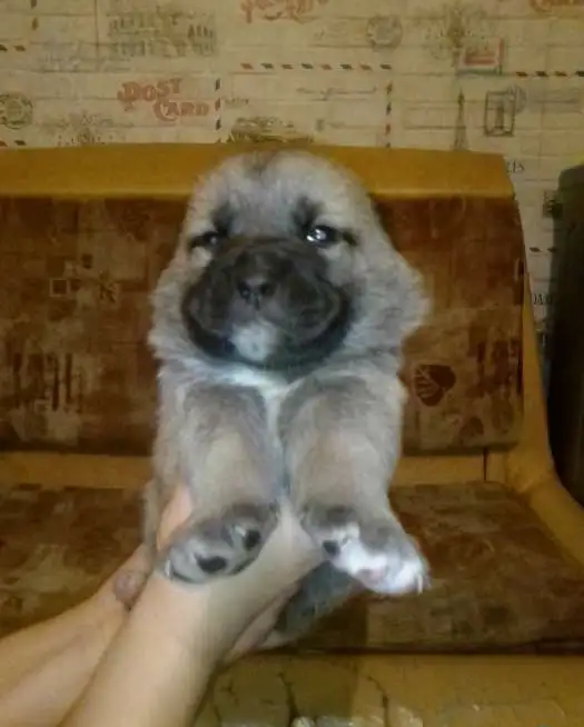 Животные, фотография 1
