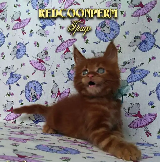 Котёнок мейн кун красный. Шоу класс. Из питомника., фотография 7