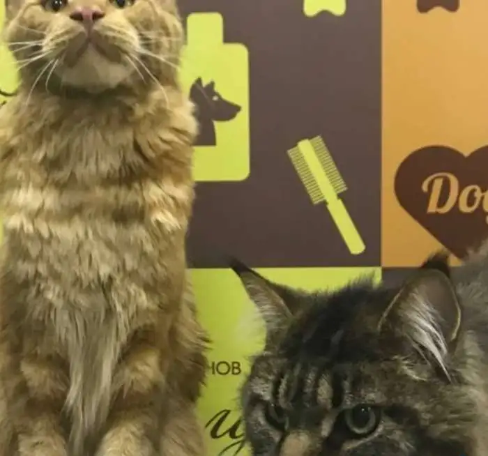Груминг кошки! Стрижка домашних животных. Купание кота, фотография 2