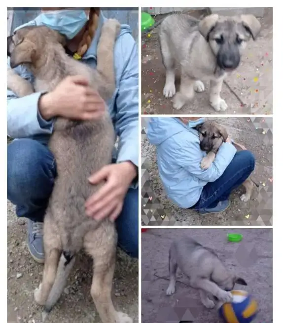 Здоровые крепыши, футболисты) , щеночки, возраст 2 с половиной  мес., фотография 2