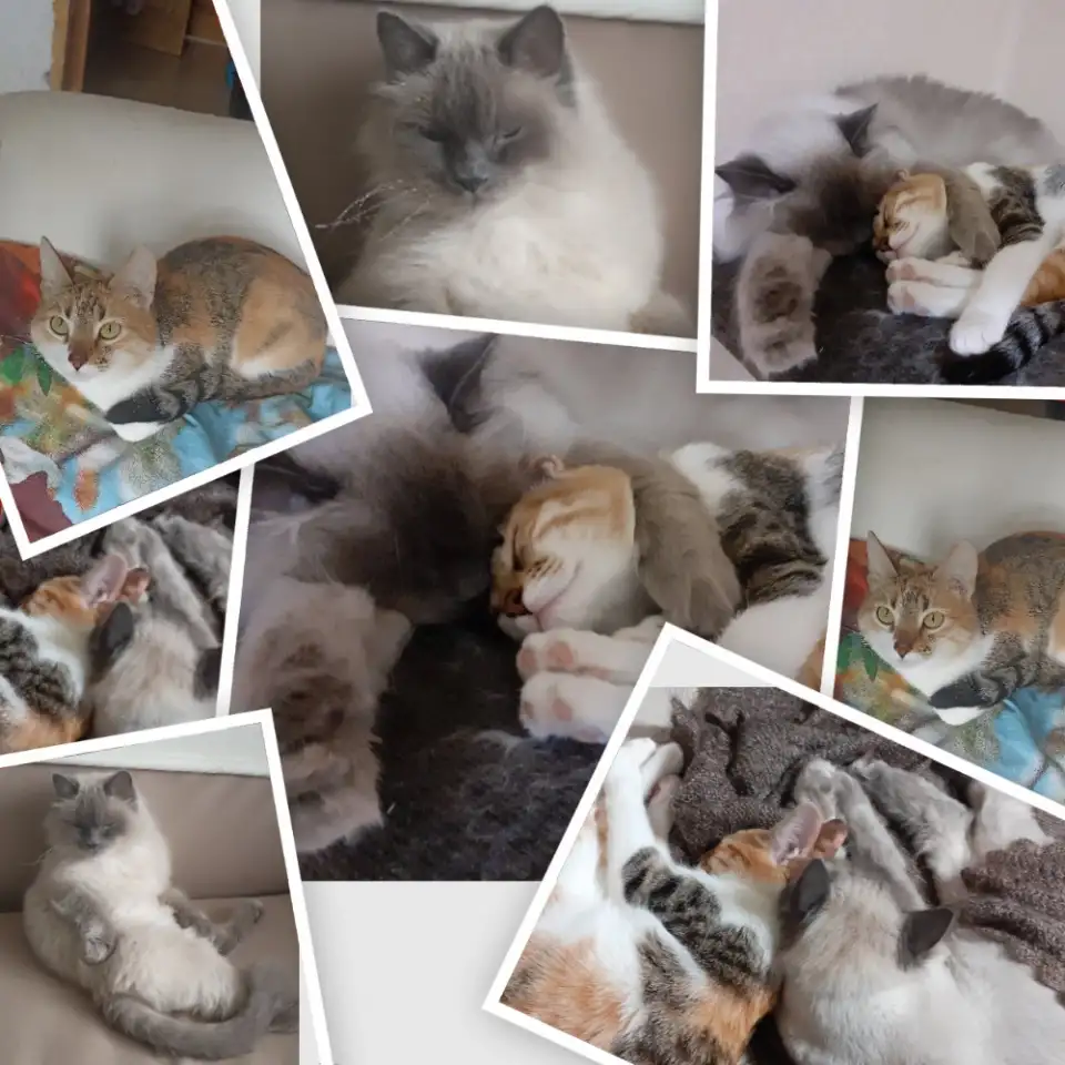 Котятки, фотография 1