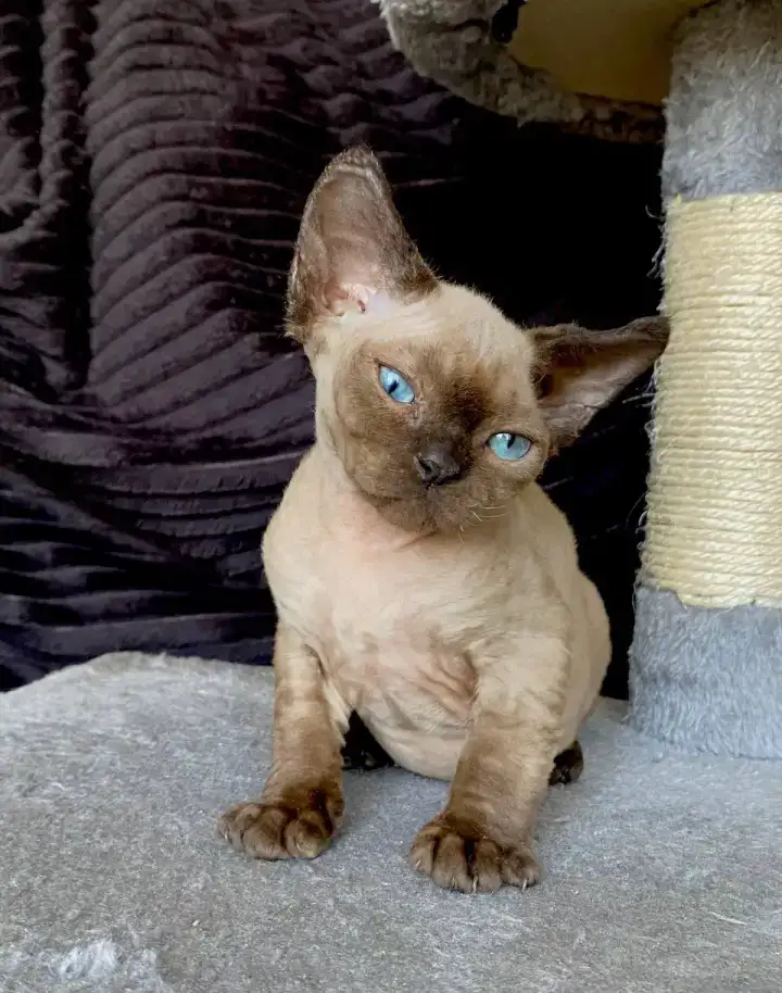 милые котята, фотография 5