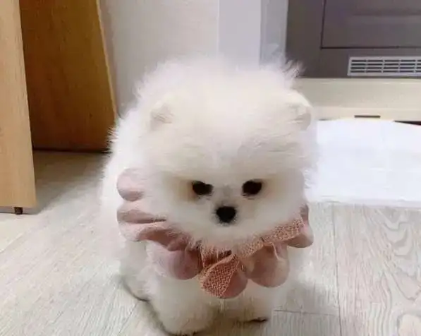 Шпицы мини, фотография 1