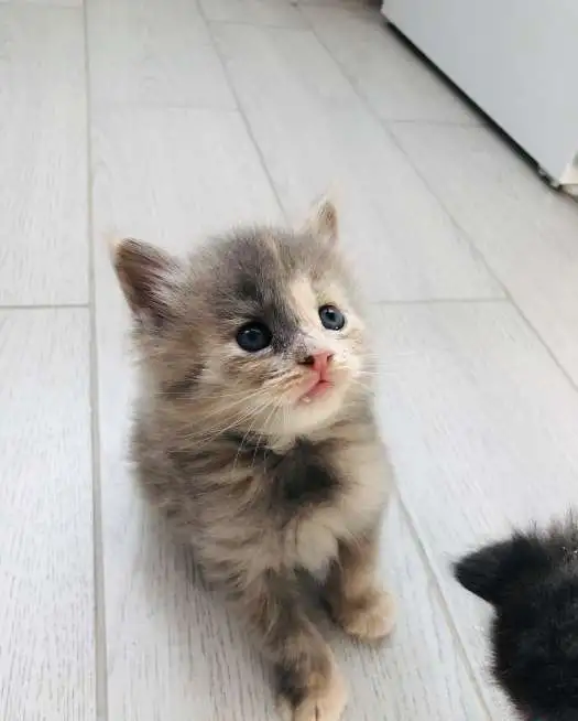 Продаются котята мейн-куна, фотография 1