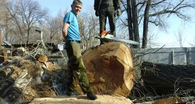 Расчистка дач, Спил деревьев, фотография 9