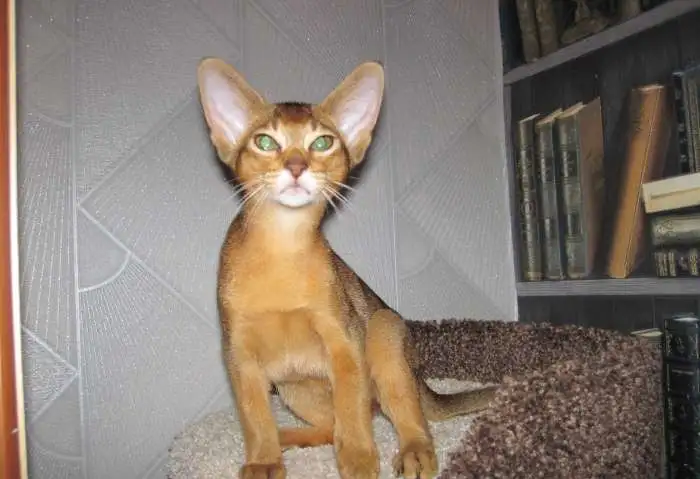 Абиссинские котята, фотография 2