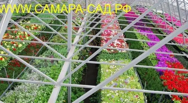 Рассада однолетних цветов, фотография 5