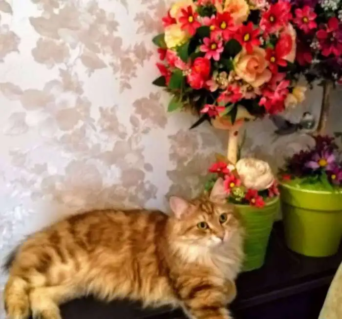 Кошечка породы курильский бобтейл д.р 31.10.17 в добрые руки, фотография 2