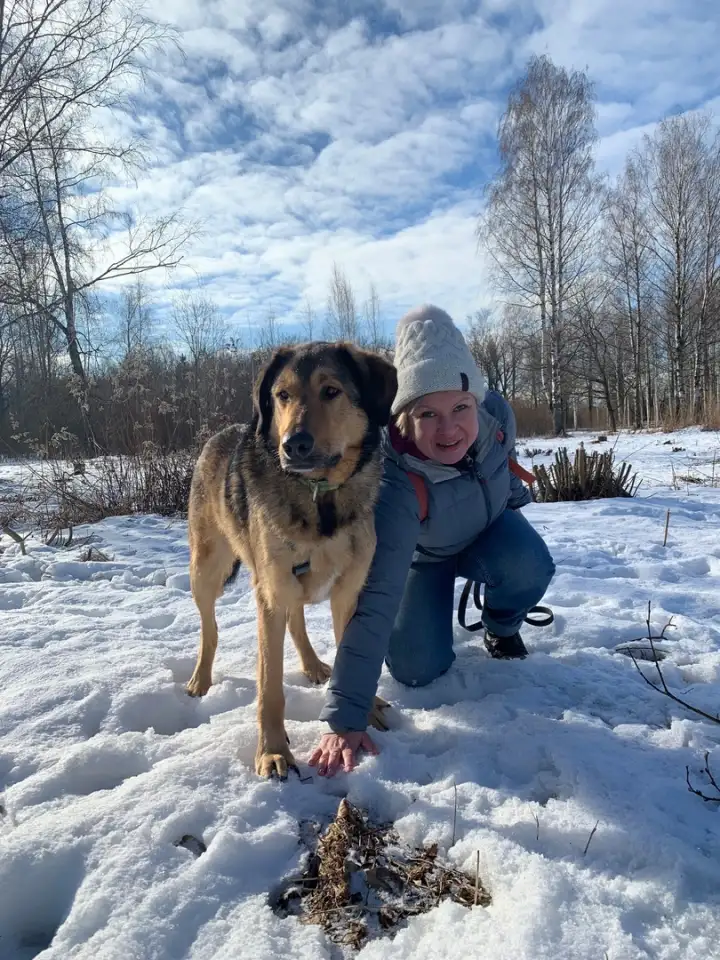 Идеальная пара классных собак в семью, фотография 5
