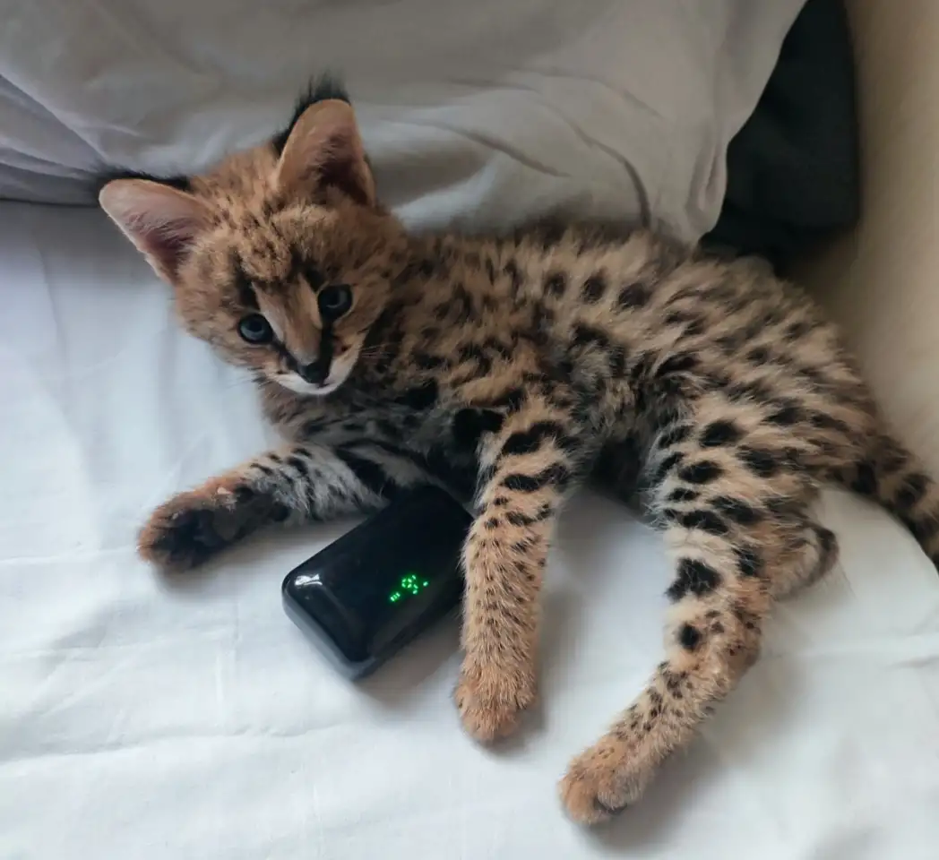 Котята Саванна ф1, фотография 2