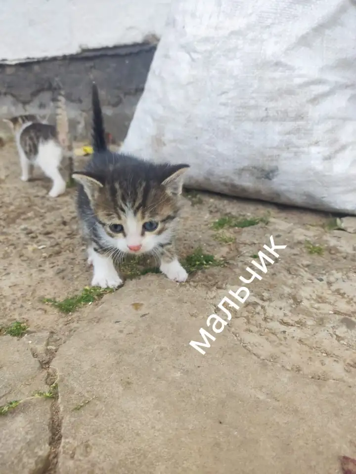 Котята ищут дом, фотография 2