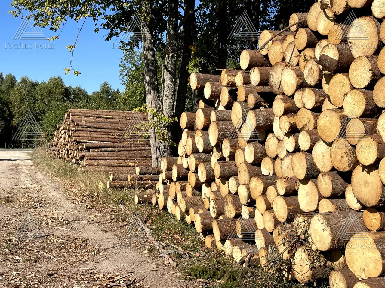 Пиловочник строевой, сосна, ель ГОСТ 9463-88, 24-60 см, фотография 7