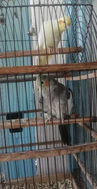 Продам корелл, фотография 3