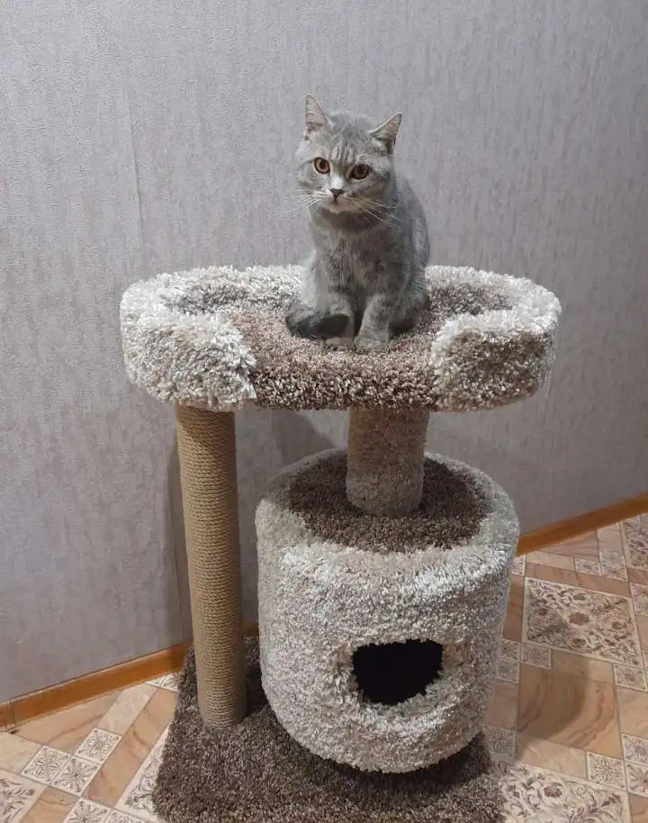 Домик для кошки с когтеточкой, фотография 5