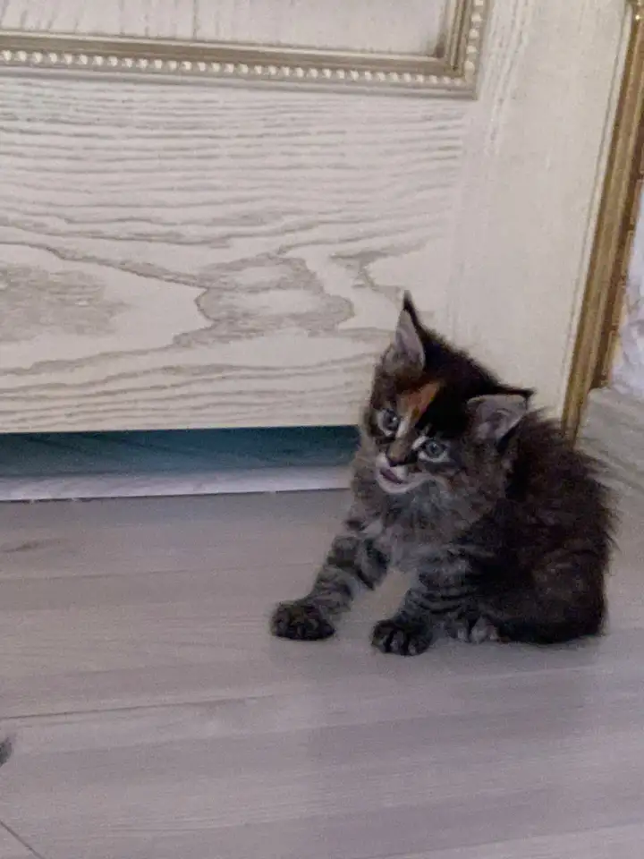 Котятки мейн Кун, фотография 7