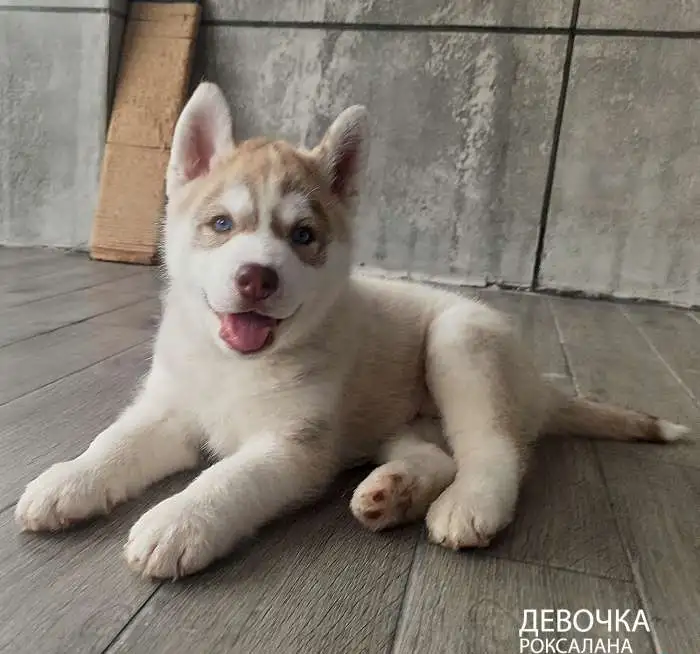 Щенята Хаски, фотография 5