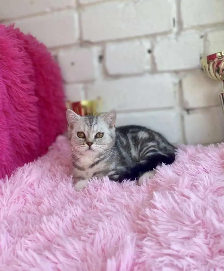 Британские котята, фотография 8