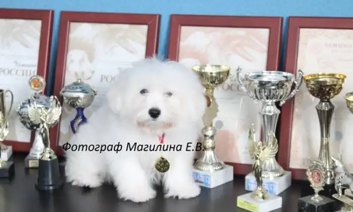 Бишон фризе, выставочные и в качестве любимца., фотография 3