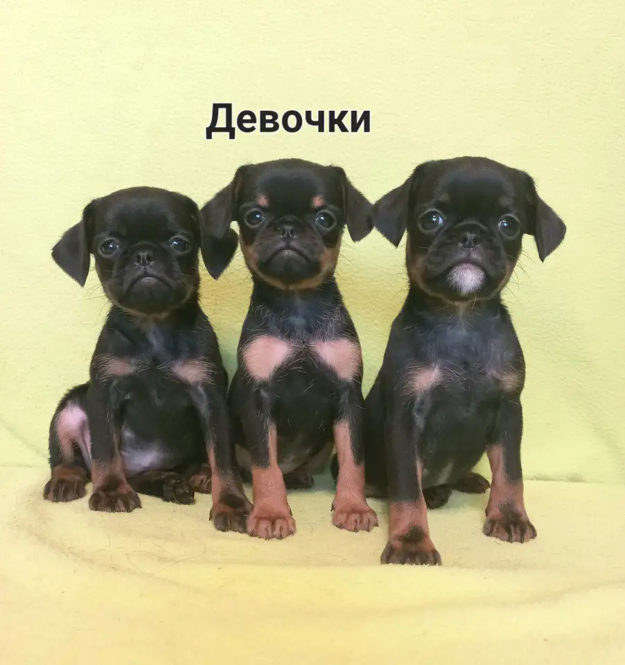 Три дюймовочки пти брабансона., фотография 1