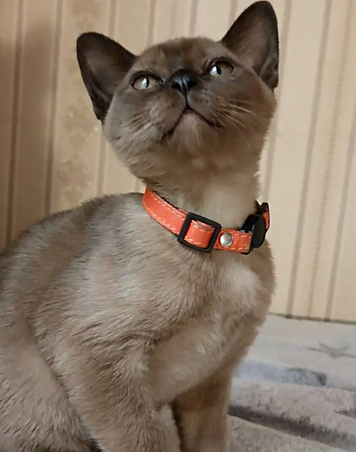 Бурманские котята, фотография 2