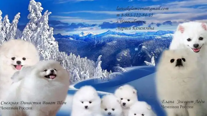 Шпицы СНЕГОВИЧКИ ПУХОВИЧКИ, фотография 1