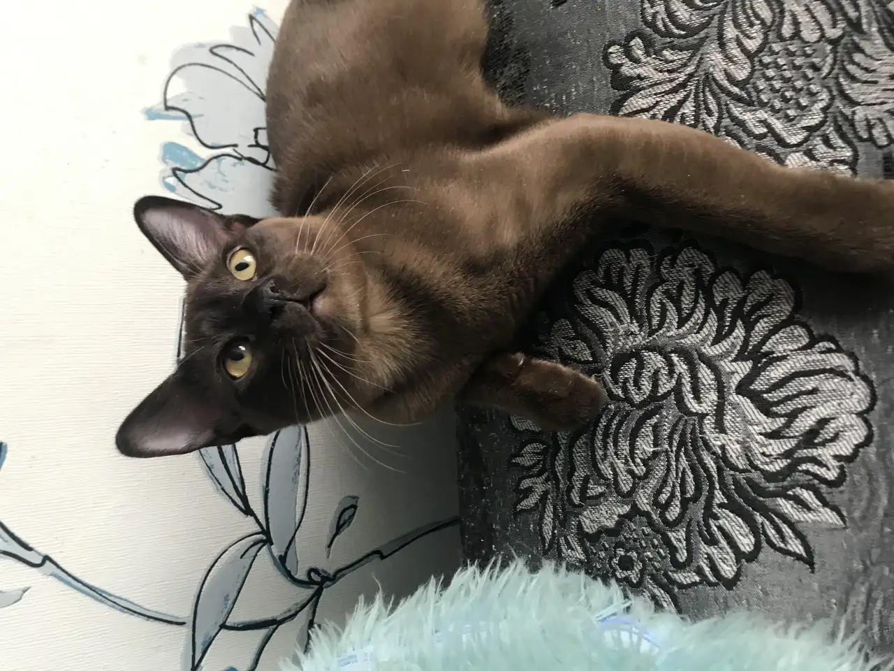 Котёнок Европейской бурмы, фотография 1